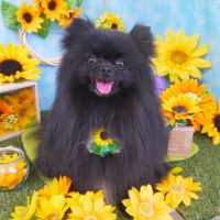 【山手店】2018年8月19日のワンちゃん達♪