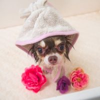 【山手店】2018年8月20日のワンちゃん達♪