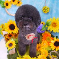 【山手店】2018年8月22日のワンちゃん達♪