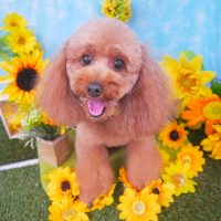 【山手店】2018年8月23日のワンちゃん達♪