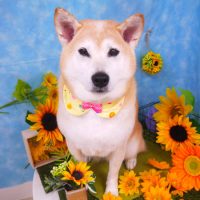 【山手店】2018年8月24日のワンちゃん達♪