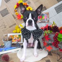 【山手店】2018年8月25日のワンちゃん達♪