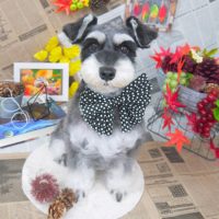 【山手店】2018年8月26日のワンちゃん達♪