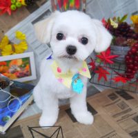 【山手店】2018年8月27日のワンちゃん達♪