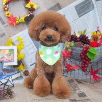 【山手店】2018年8月29日のワンちゃん達♪