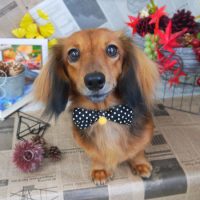 【山手店】2018年8月30日のワンちゃん達♪