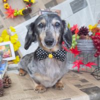 【山手店】2018年8月31日のワンちゃん達♪