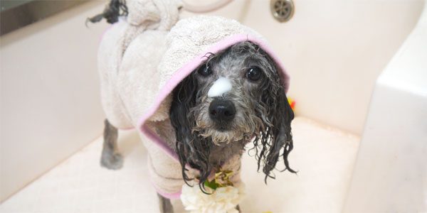 ホイップアロマバス