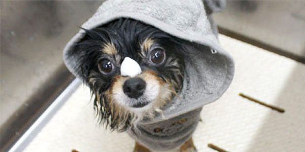 ホイップアロマバス