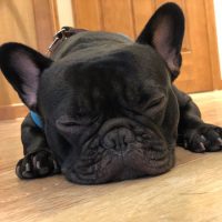 【池下店】2018年9月9日のワンちゃん達♪