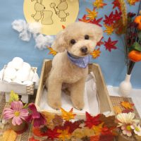 【池下店】2018年9月10日のワンちゃん達♪