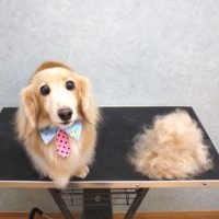 【池下店】2018年9月12日のワンちゃん達♪
