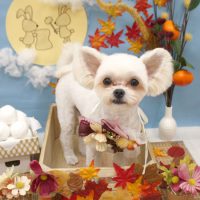 【池下店】2018年9月13日のワンちゃん達♪