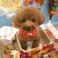 【池下店】2018年9月14日のワンちゃん達♪