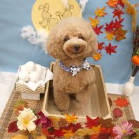 【池下店】2018年9月15日のワンちゃん達♪