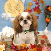 【池下店】2018年9月16日のワンちゃん達♪