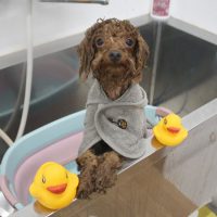 【池下店】2018年9月17日のワンちゃん達♪