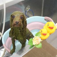 【池下店】2018年9月20日のワンちゃん達♪