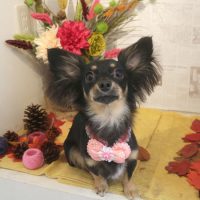 【本店】2018年9月1日のワンちゃん達♪