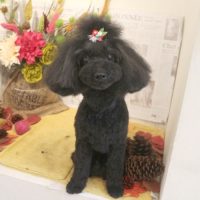 【本店】2018年9月2日のワンちゃん達♪