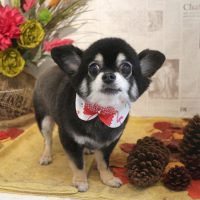 【本店】2018年9月3日のワンちゃん達♪