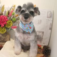 【本店】2018年9月5日のワンちゃん達♪