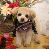 【本店】2018年9月6日のワンちゃん達♪