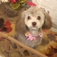 【本店】2018年9月7日のワンちゃん達♪