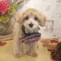 【本店】2018年09月08日のワンちゃん達♪