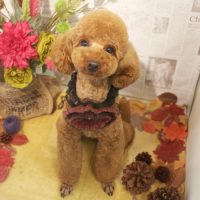 【本店】2018年9月9日のワンちゃん達♪