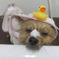 【本店】2018年9月12日のワンちゃん達♪