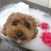 【本店】2018年9月13日のワンちゃん達♪