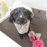 【本店】2018年09月24日のワンちゃん達♪