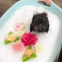 【池下店】2018年9月6日のワンちゃん達♪