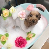 【池下店】2018年9月7日のワンちゃん達♪