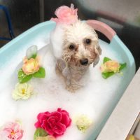 【池下店】2018年9月8日のワンちゃん達♪