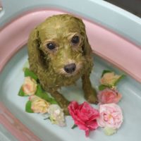 【池下店】2018年9月21日のワンちゃん達♪