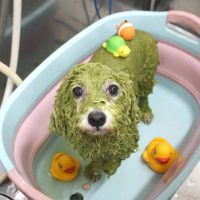 【池下店】2018年9月22日のワンちゃん達♪