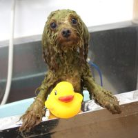 【池下店】2018年9月23日のワンちゃん達♪