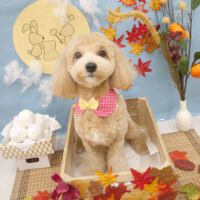 【池下店】2018年9月24日のワンちゃん達♪