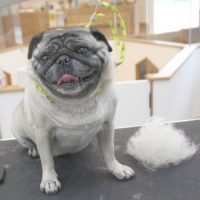 【池下店】2018年9月26日のワンちゃん達♪