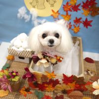 【池下店】2018年9月27日のワンちゃん達♪