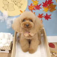 【池下店】2018年9月28日のワンちゃん達♪