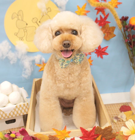 【池下店】2018年9月29日のワンちゃん達♪