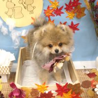 【池下店】2018年9月30日のワンちゃん達♪