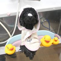 【池下店】2018年9月1日のワンちゃん達♪