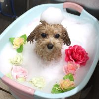 【池下店】2018年9月3日のワンちゃん達♪