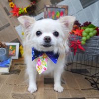 【山手店】2018年9月1日のワンちゃん達♪