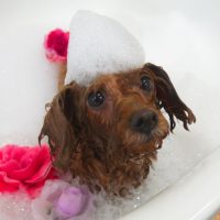 【山手店】2018年9月2日のワンちゃん達♪