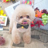 【山手店】2018年9月3日のワンちゃん達♪